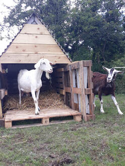 Self-medication with goats